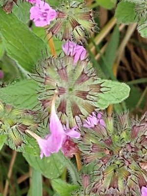 photo of Wild Basil