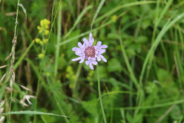 photo of Small Scabious