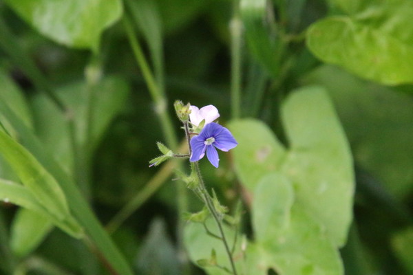 photo of Germander Speedwell