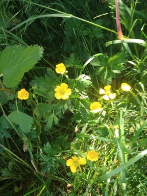 photo of Creeping Buttercup