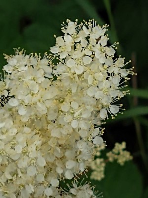 photo of Meadowsweet
