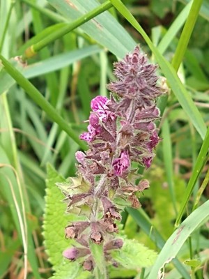 photo of Hedge Woundwort