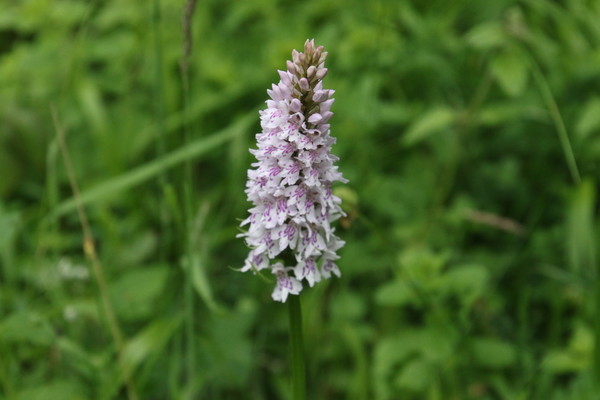 photo of Common Spotted Orchid