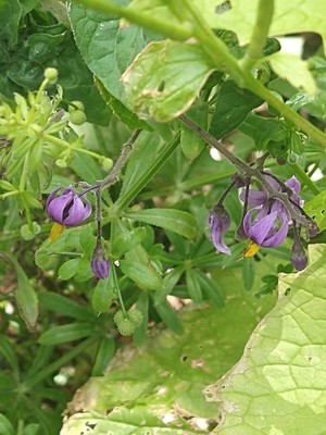 photo of Bittersweet