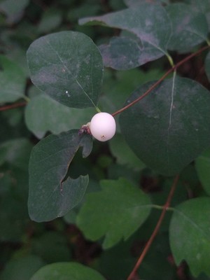 photo of Snowberry