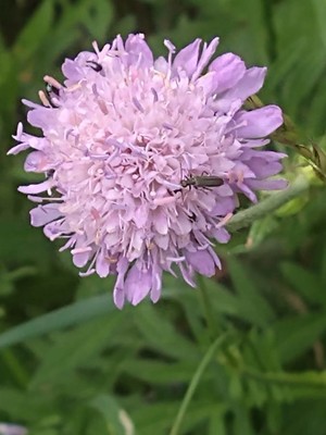 photo of Field Scabious