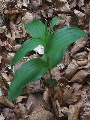 photo of Narrow Lipped Helleborine
