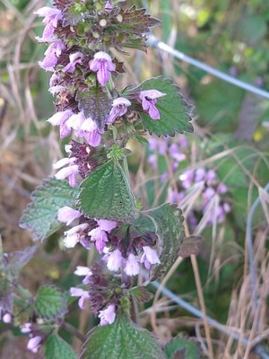 photo of Black Horehound
