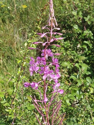 photo of Rosebay Willowherb