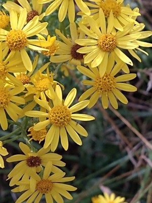 photo of Ragwort