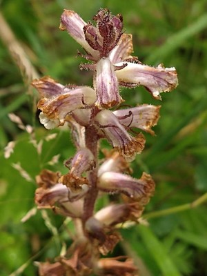 photo of Common Broomrape