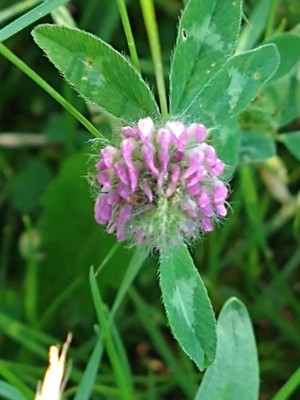 photo of Red Clover