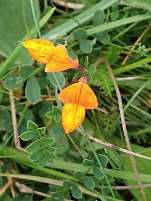 photo of Bird's Foot Trefoil