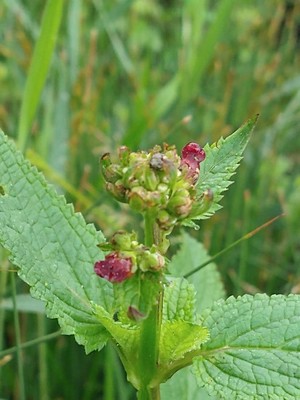 photo of Water Figwort