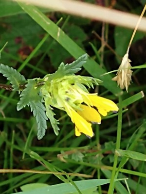 photo of Yellow Rattle