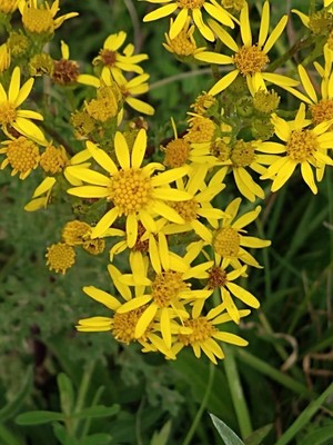 photo of Ragwort