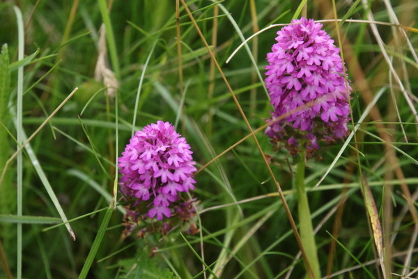 photo of Pyramidal Orchid