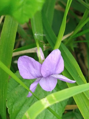 photo of Early Dog Violet