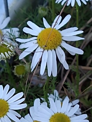 photo of Scented Mayweed