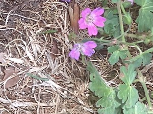 photo of Dove's Foot Crane's Bill
