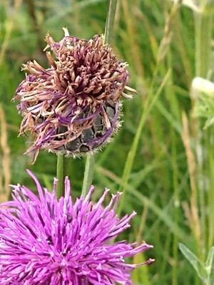 photo of Greater Knapweed