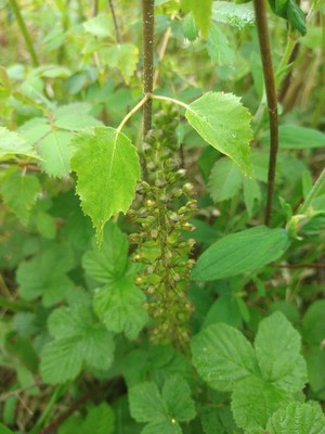 photo of Common Twayblade