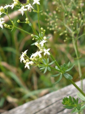 photo of Hedge Bedstraw