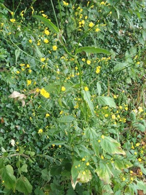 photo of Nipplewort