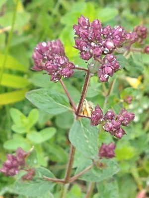 photo of Wild Marjoram