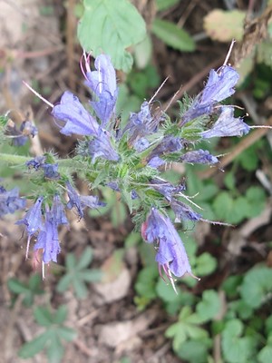 photo of Vipers Bugloss