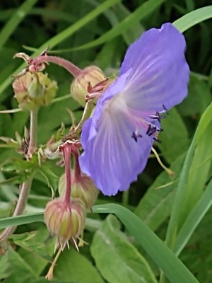 photo of Meadow Crane's Bill