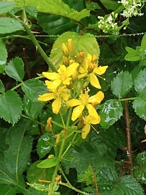 photo of Hairy St John's Wort