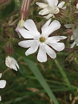 photo of White Campion