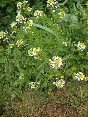 photo of White Ballmustard