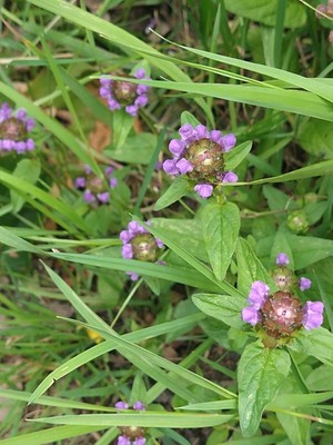 photo of Selfheal