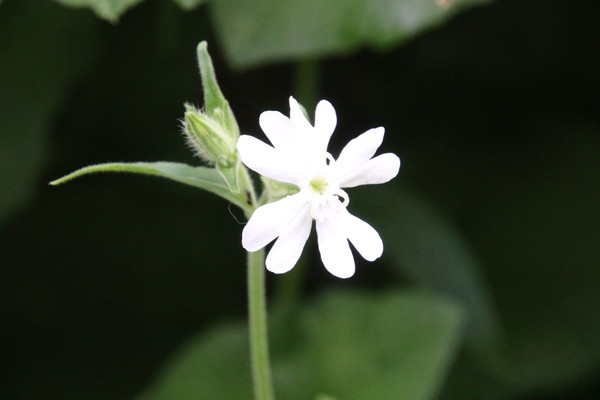 photo of White Campion
