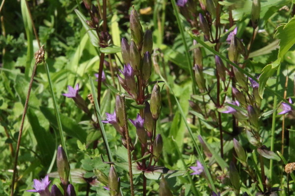 photo of Chiltern Gentian