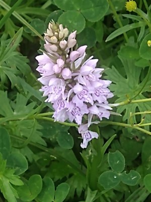 photo of Common Spotted Orchid