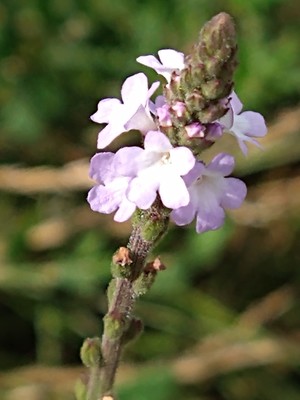 photo of Vervain