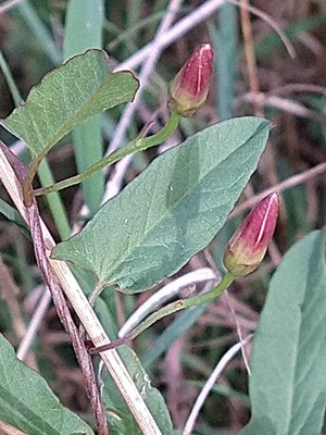 photo of Field Bindweed