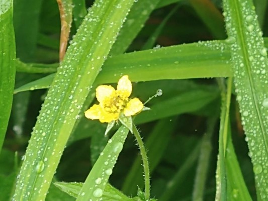photo of Wood Avens