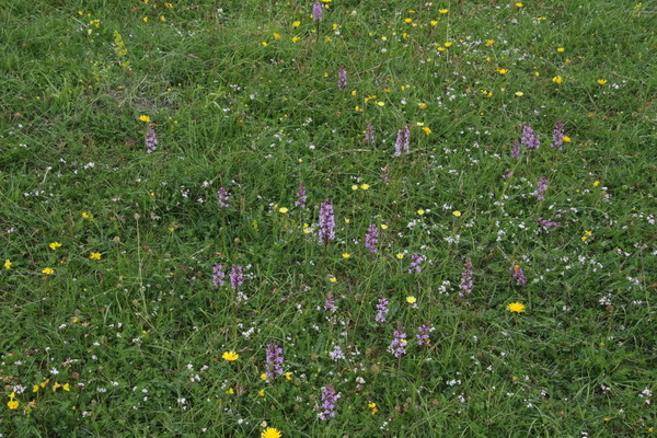 photo of Common Spotted Orchid