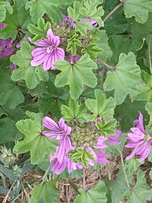 photo of Common Mallow