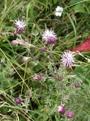 photo of Creeping Thistle