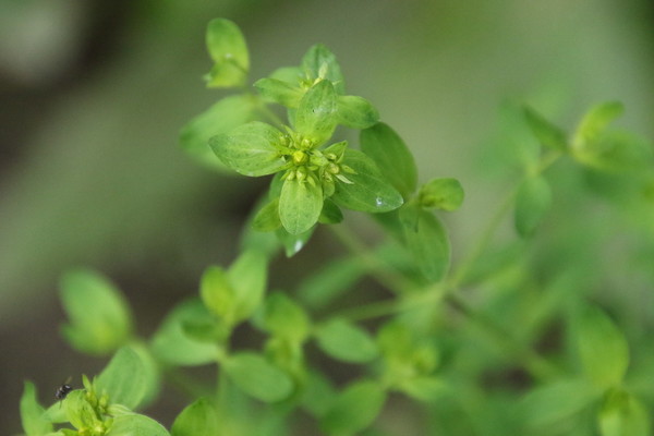 photo of Petty Spurge
