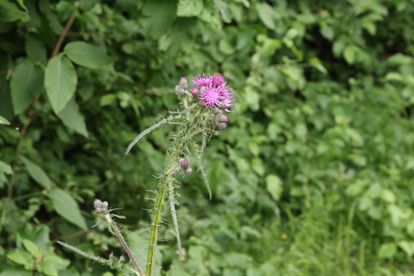 photo of Marsh Thistle