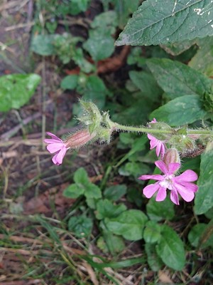 photo of Red Campion