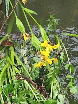 photo of Yellow Iris
