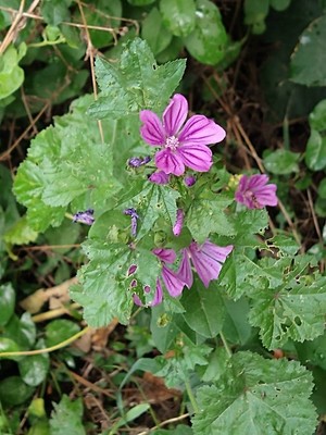 photo of Common Mallow