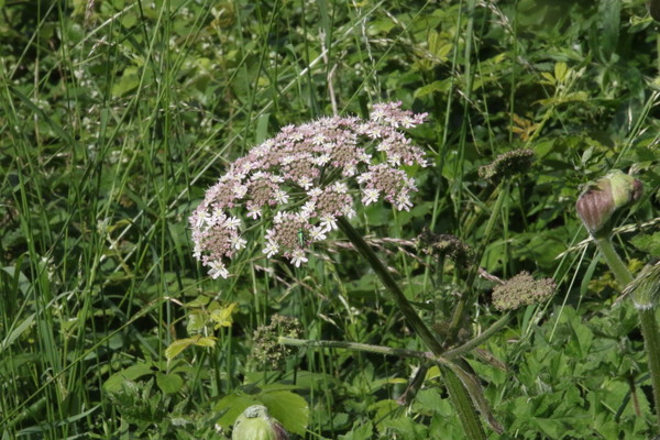 photo of Hogweed